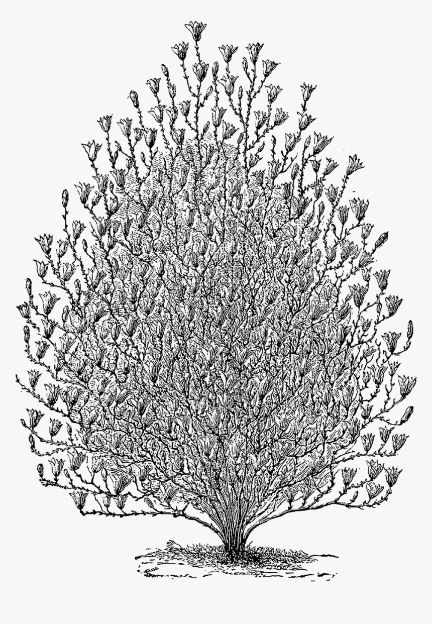 Tree, HD Png Download, Free Download