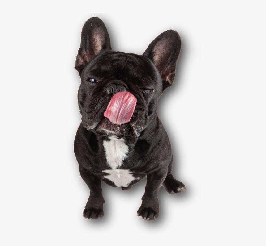 Golocan Snacks Para Perros Y Gatos , Png Download - French Bulldog, Transparent Png, Free Download