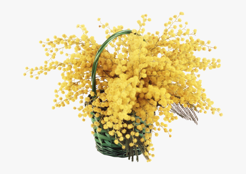 Mimosa Cornice Png , Png Download - Mimosa Png, Transparent Png, Free Download