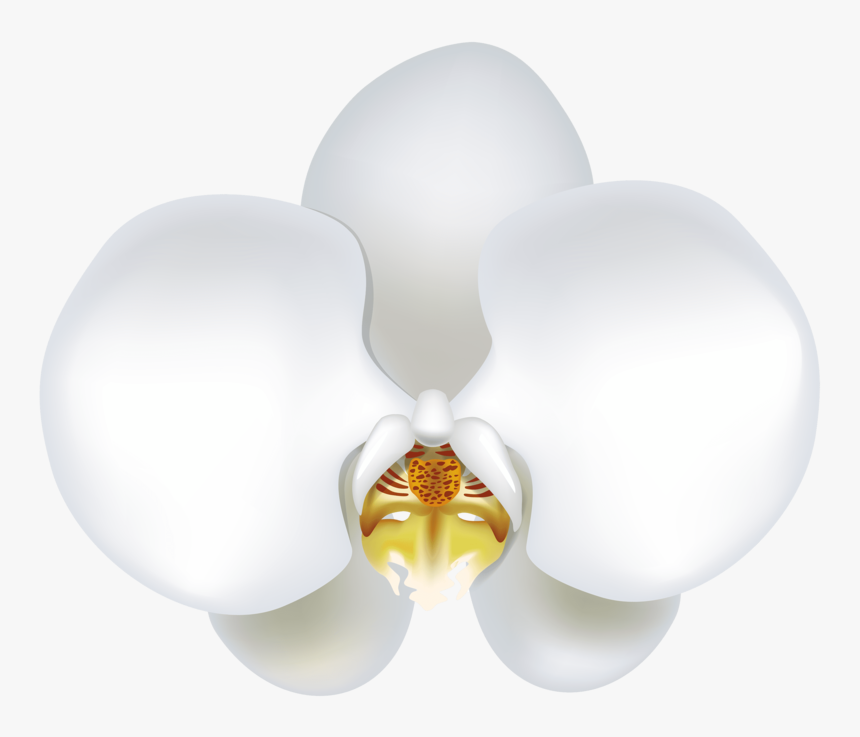 White-orchid - Vector White Orchid Png, Transparent Png, Free Download