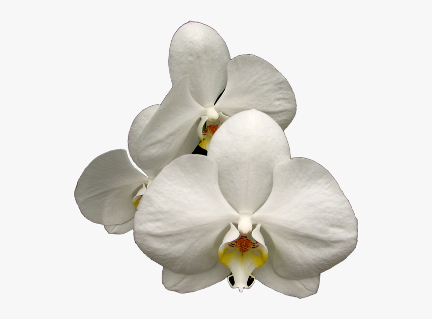 Orchid Transparent White - Moth Orchid, HD Png Download, Free Download