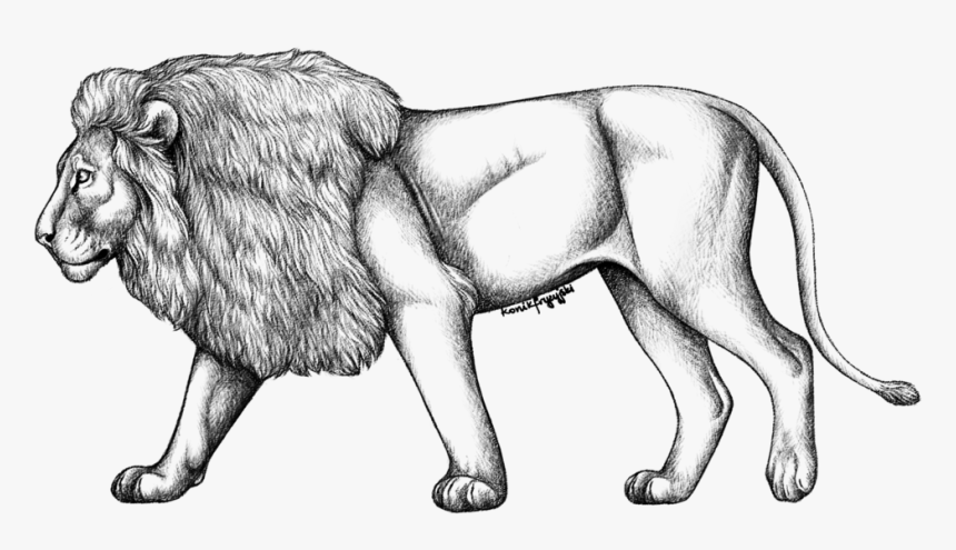 Lion Sketch Full Body - Full Body Lion Drawing, HD Png Download, Free Download