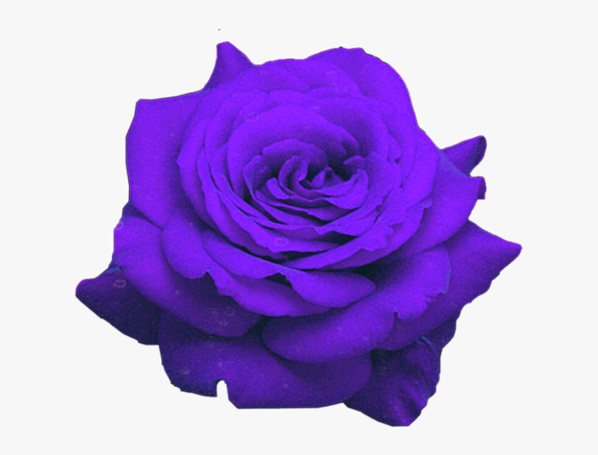 Rosas Moradas Png - Gulab Ka Phool Png, Transparent Png, Free Download