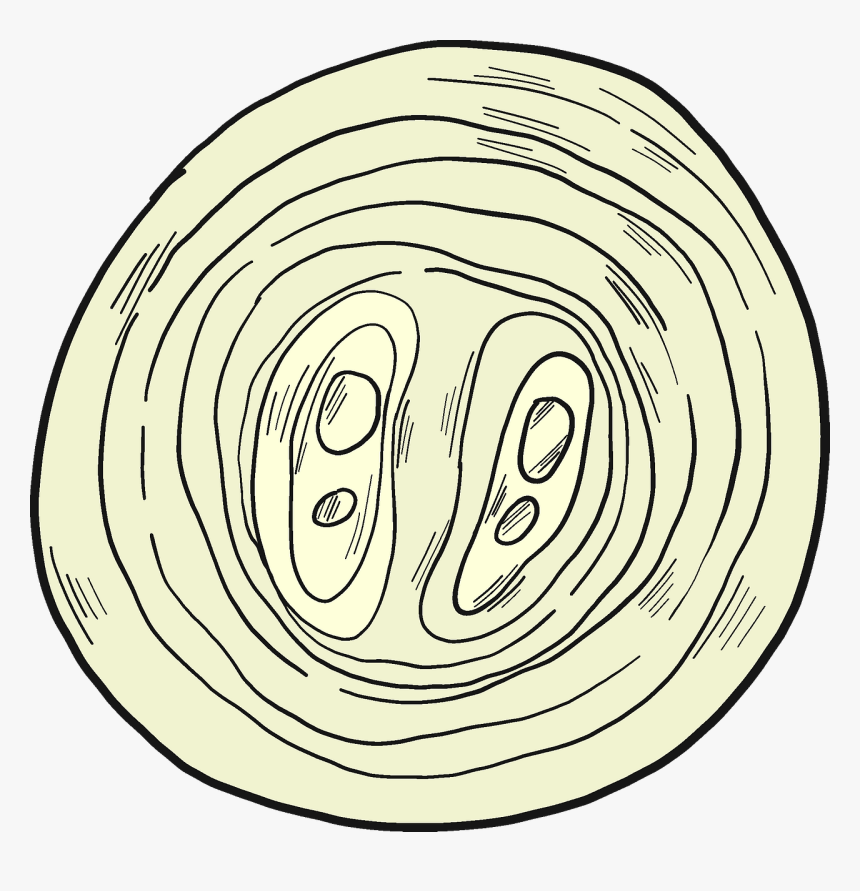 Slice Of Onion Clipart - Circle, HD Png Download, Free Download