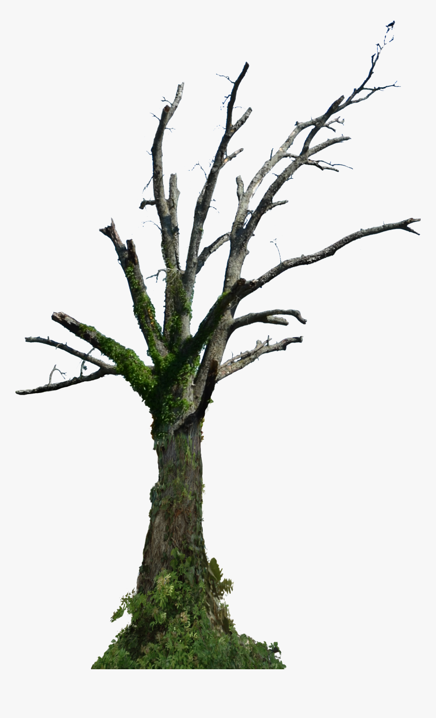 Dead Tree Png Hd , Png Download - Dead Tree Png Hd, Transparent Png, Free Download