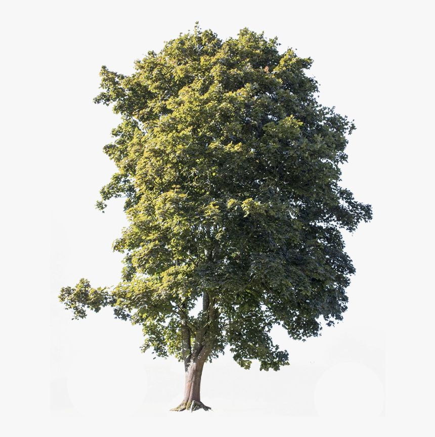 Tree Cut Out Hd, HD Png Download, Free Download