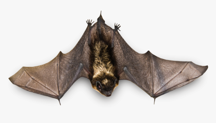 Flying Bat Png Image - Bat With Open Wings, Transparent Png, Free Download