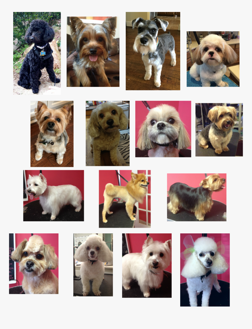 Picture - Companion Dog, HD Png Download, Free Download