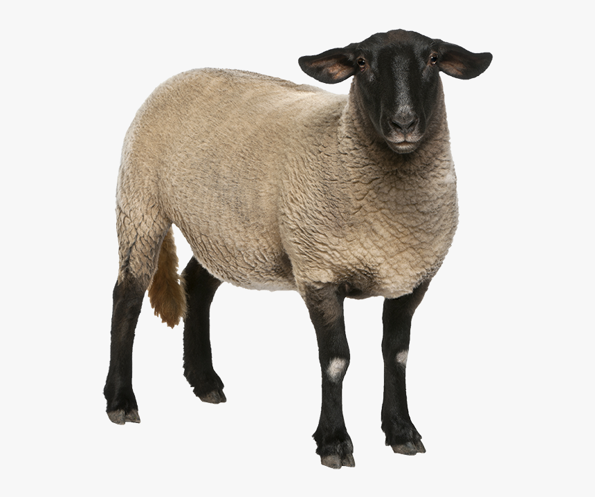 Sheep - Emotional Animal Drawings, HD Png Download, Free Download