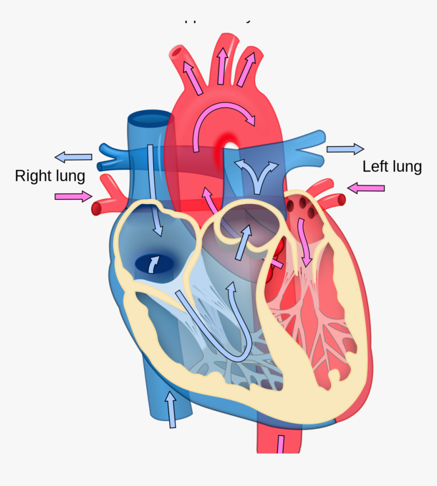 Coronary arteries illustration, anterior view of the heart. Blood Flow Unlabeled Heart Diagram Clipart Png Download Diagram Of Heart A Level Transparent Png Kindpng
