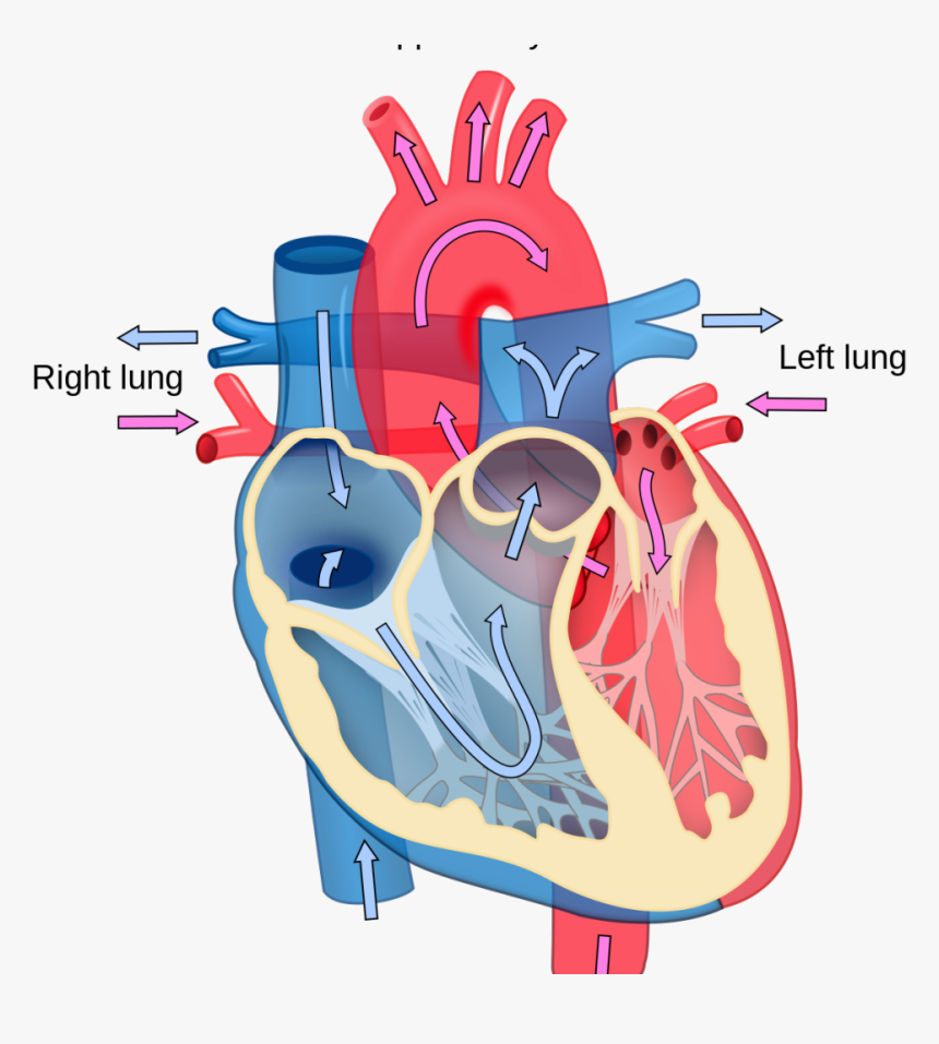 Blood Flow Unlabeled Heart Diagram Clipart , Png Download - Diagram Of Heart A Level, Transparent Png, Free Download