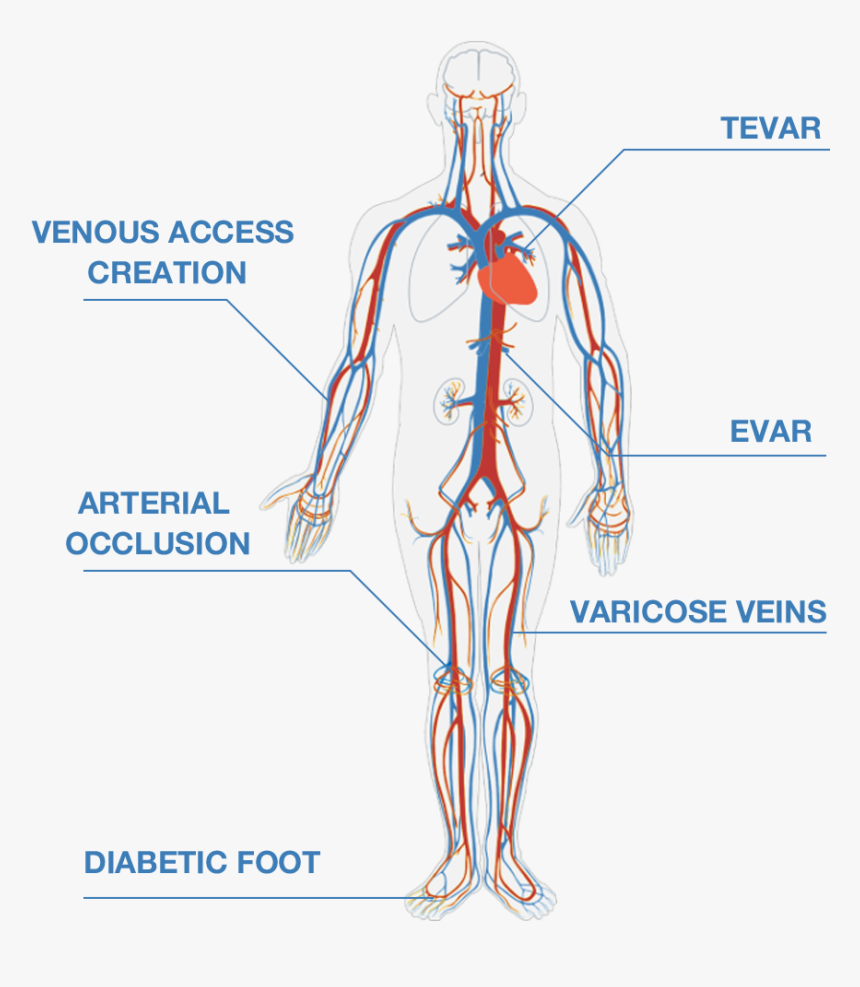 Circulatory System Diagram, HD Png Download, Free Download