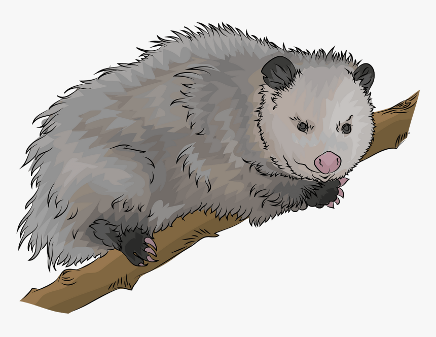 Virginia Opossum Clipart - Virginia Opossum, HD Png Download, Free Download