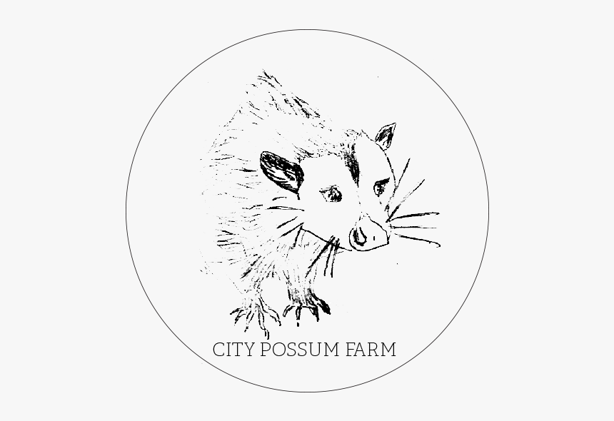 Possum.png, Transparent Png, Free Download