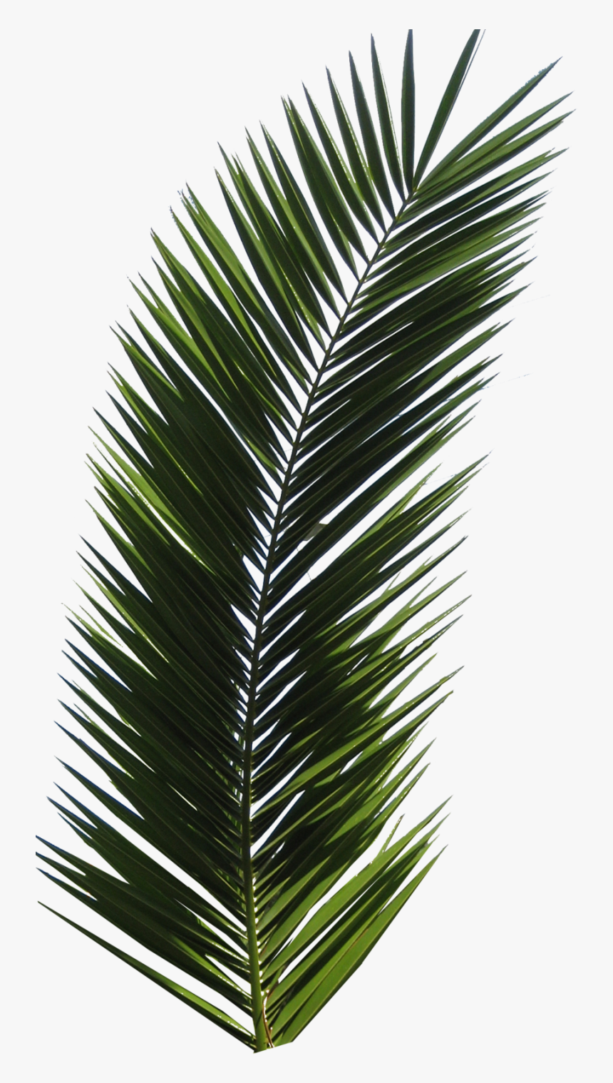 Palm Tree Png Image - Real Palm Leaf Png, Transparent Png, Free Download