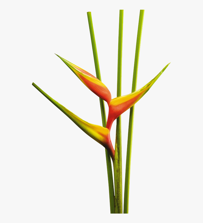 Flores Tropicalea Png, Transparent Png, Free Download