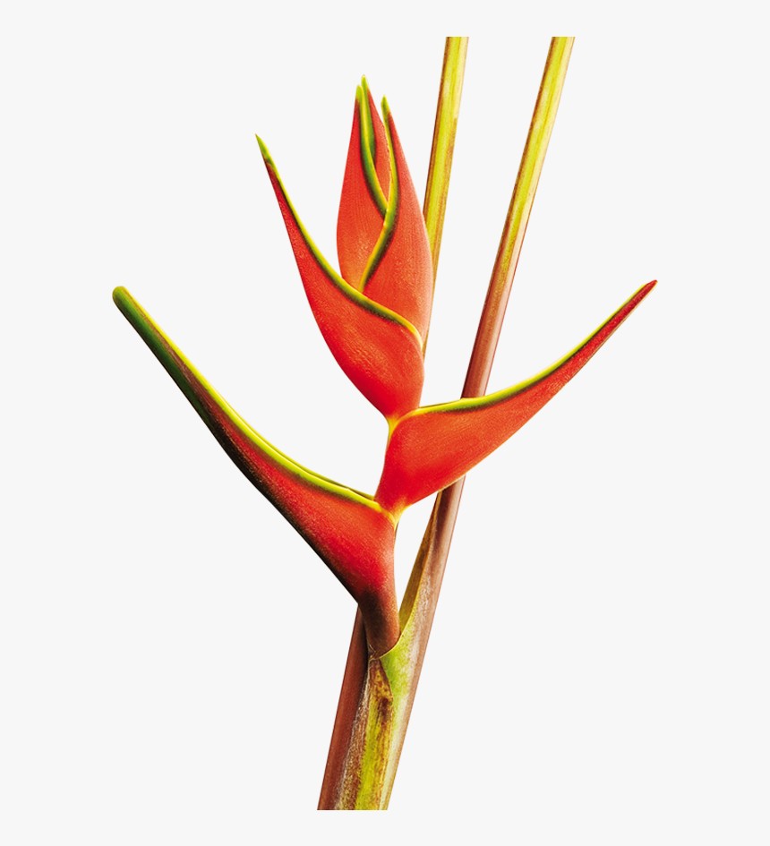 Heliconia Orthotricha Red - Heliconia Png, Transparent Png, Free Download