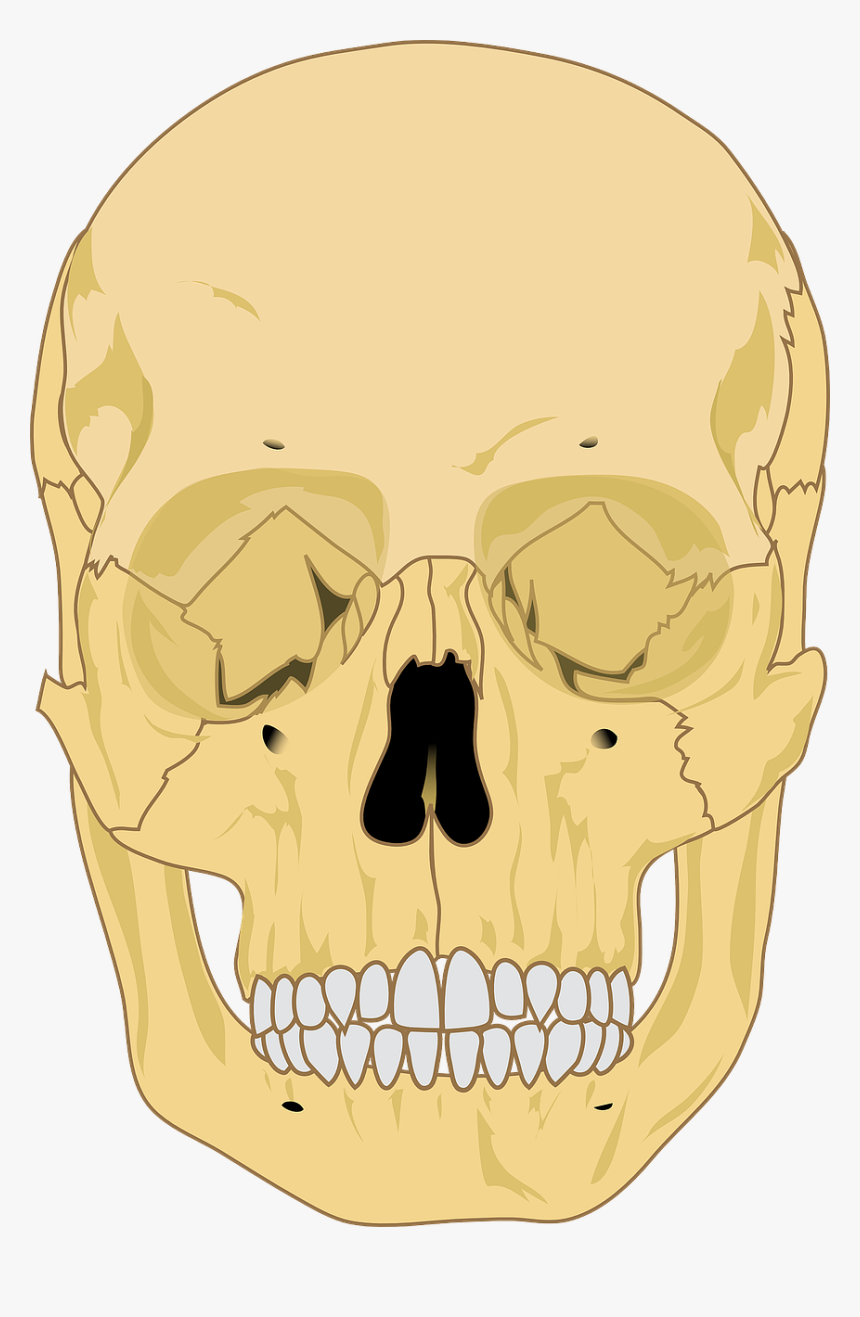 Blank Human Skull Diagram, HD Png Download, Free Download