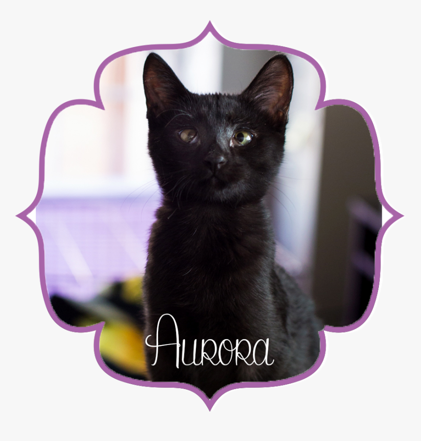 Aurorafront - Black Cat, HD Png Download, Free Download