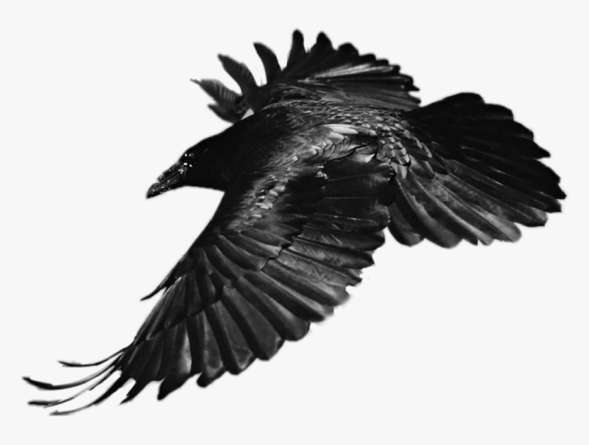 Transparent White Eagle Png - Flying Raven, Png Download, Free Download