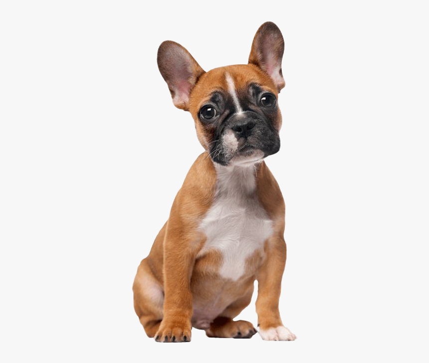 French Bulldog Png Clipart - French Bulldog Transparent Background, Png Download, Free Download