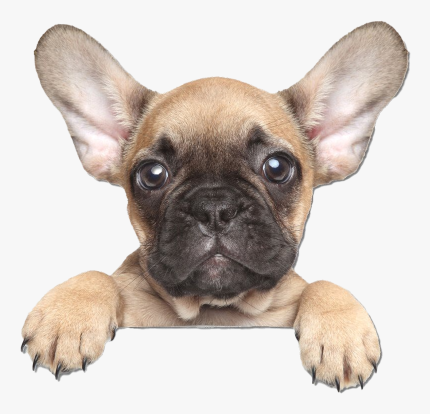 Golden French Bulldog Png Clipart - French Bulldog Png, Transparent Png, Free Download