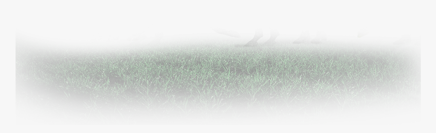 Grass , Png Download - Grass, Transparent Png, Free Download