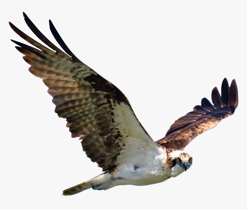 Osprey, HD Png Download, Free Download