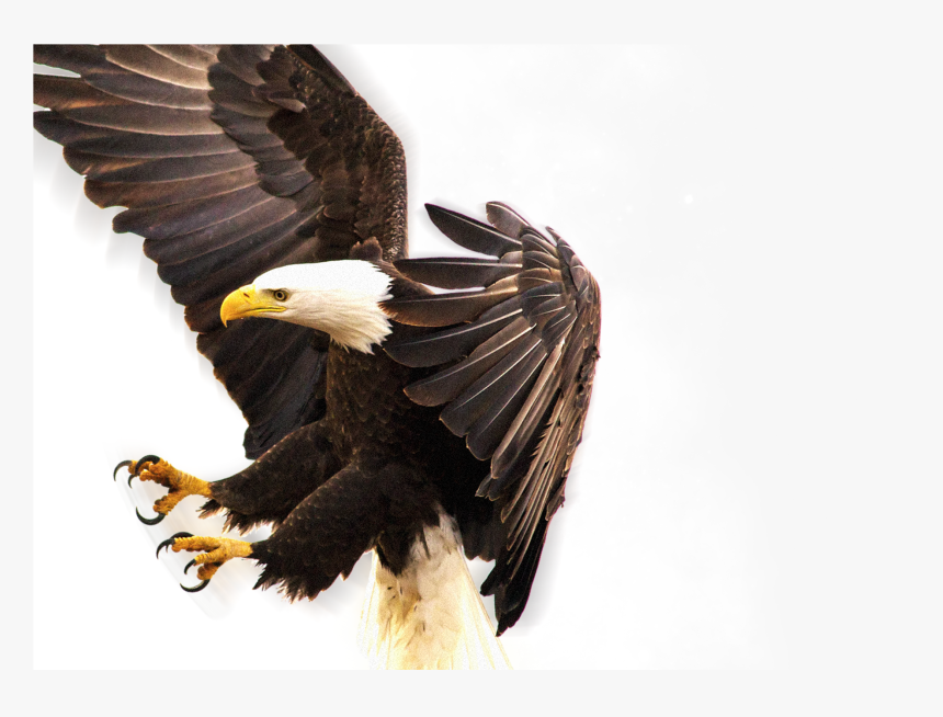 Eagle Png Full Hd , Png Download - Burung Hantu Dan Elang, Transparent Png, Free Download