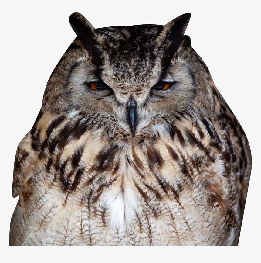 Owl-closeup - Owl With Transparent Background Png, Png Download, Free Download