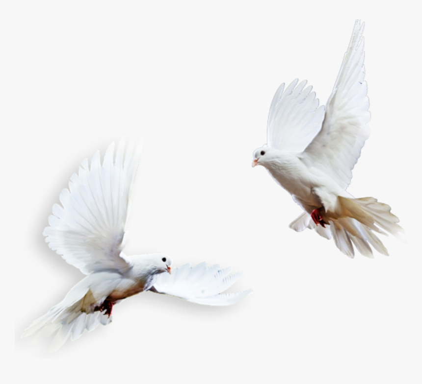 Transparent Pigeons Png, Png Download, Free Download