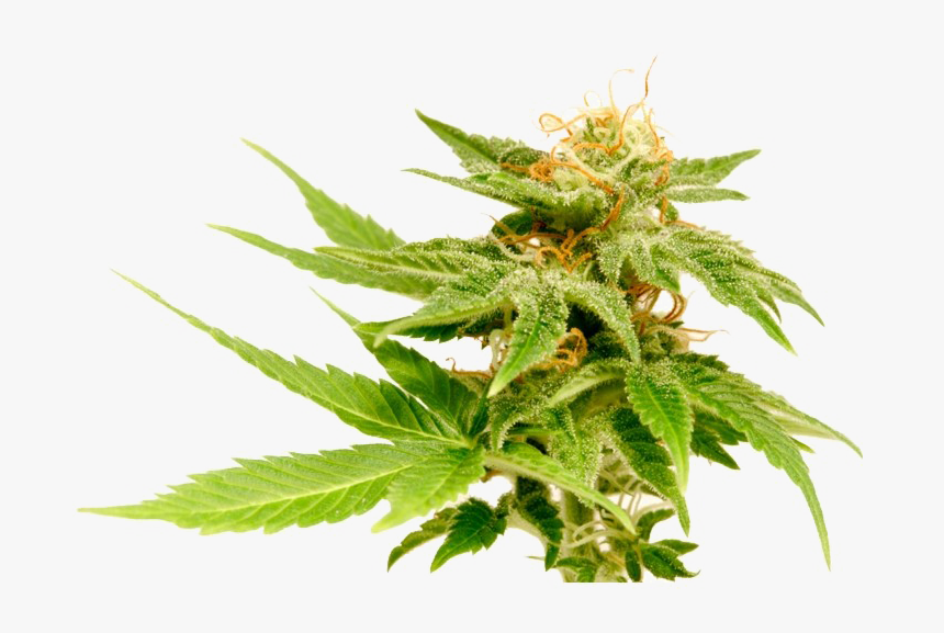 Cannabis Png Download Image, Transparent Png, Free Download