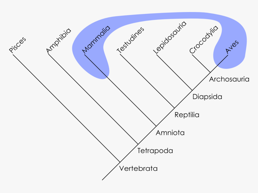 Polyphyletic Mammals Birds, HD Png Download, Free Download