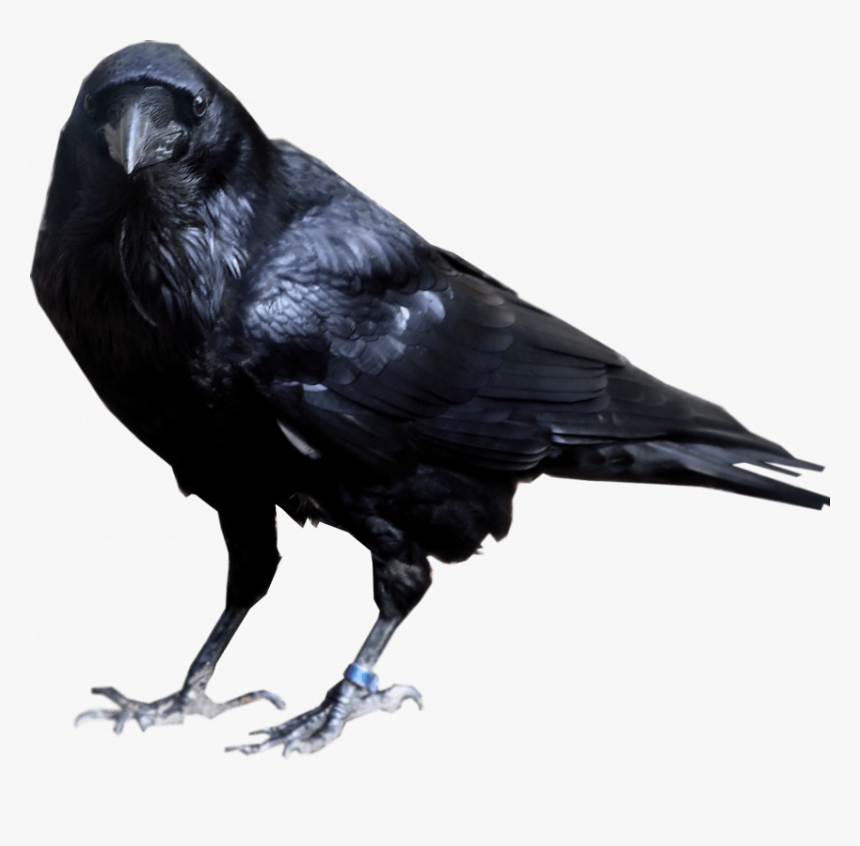 Birds Png, Transparent Png, Free Download