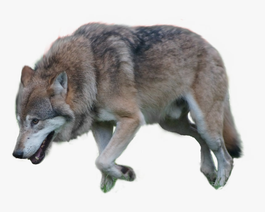 Gray Wolf Png By Pngimagesfee, Transparent Png, Free Download