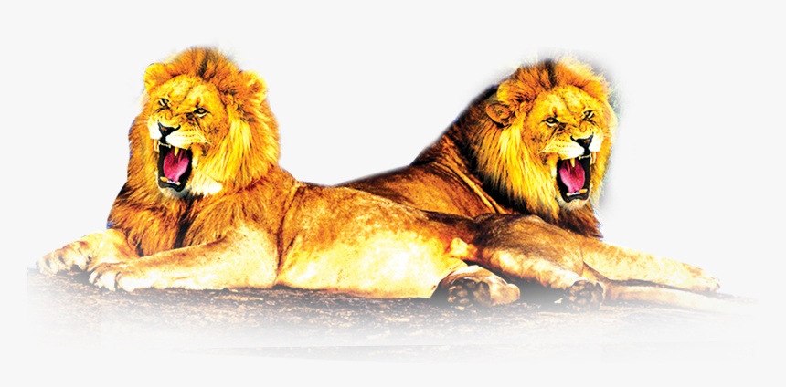 Transparent Lion Png Images, Png Download, Free Download