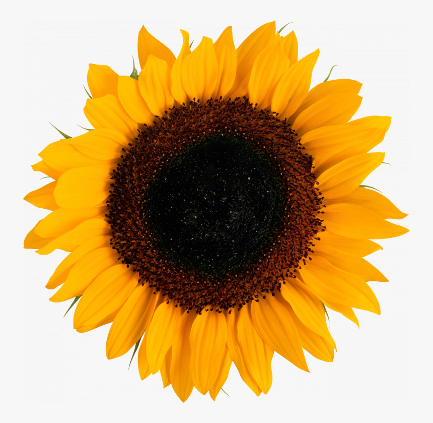 Sunflower Png, Transparent Png, Free Download