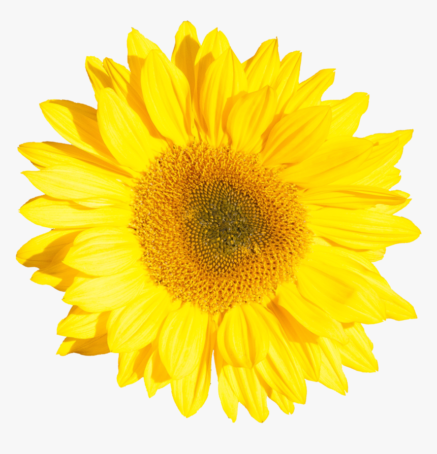 Sunflower Png, Transparent Png, Free Download