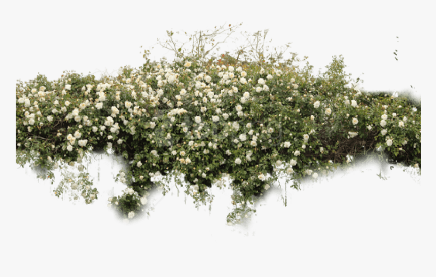 Free Png Download Bushes Free Png Images Background, Transparent Png, Free Download