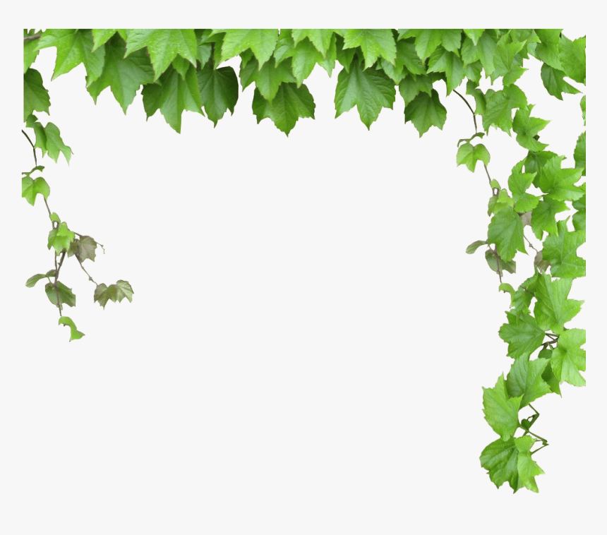 Leaves And Vines Png , Png Download, Transparent Png, Free Download