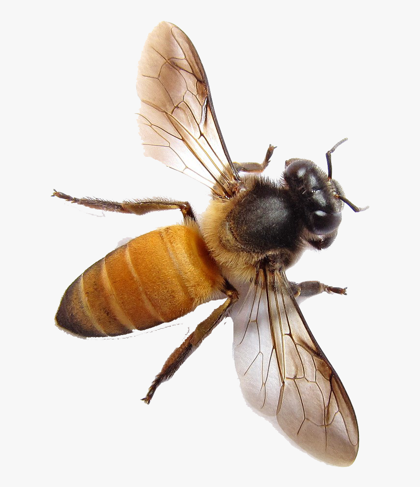 Bee Png Free Download, Transparent Png, Free Download