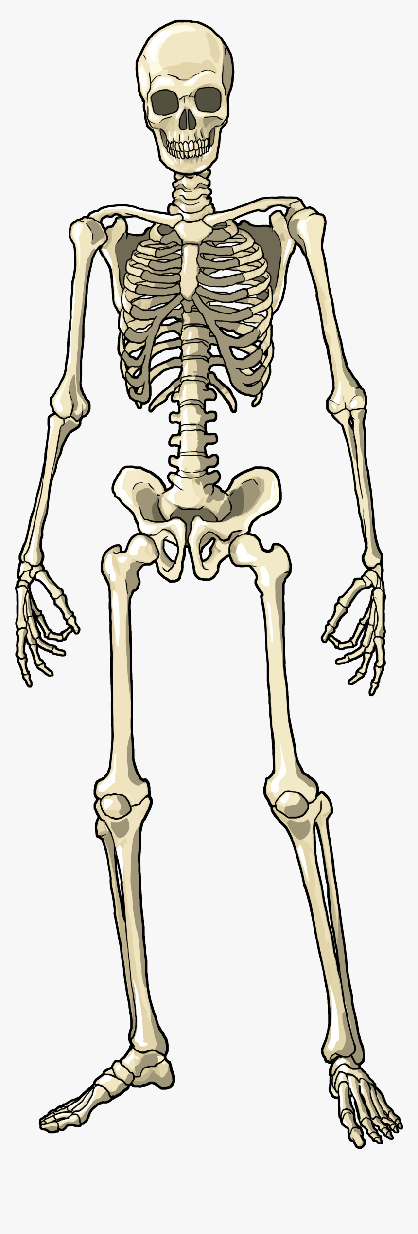 Transparent Human Skeleton Png, Png Download, Free Download