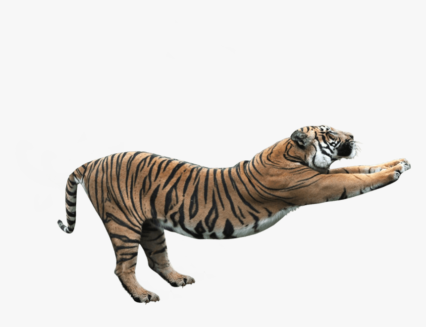 Tiger Png, Transparent Png, Free Download