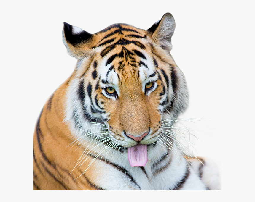 Siberian Tiger , Png Download, Transparent Png, Free Download