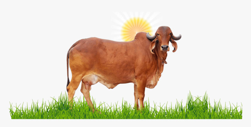 Gir Cow Surya Ketu Nadi, HD Png Download, Free Download