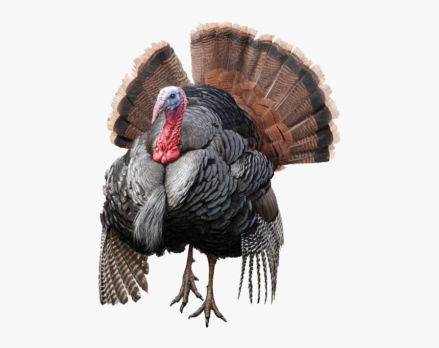 Wild Turkey Png Free Download, Transparent Png, Free Download