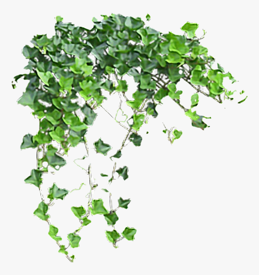 Ivy Transparent Images Png, Png Download, Free Download