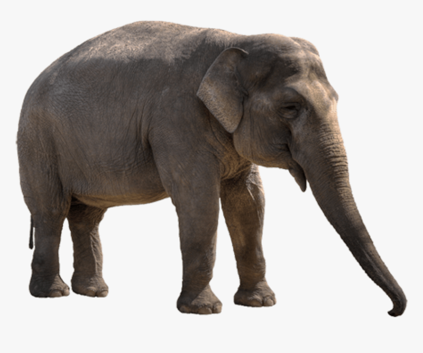 Free Png Elephant Png Images Transparent, Png Download, Free Download