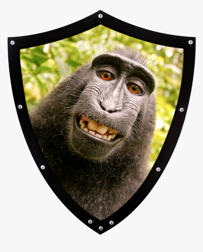 David Slater Monkey , Png Download, Transparent Png, Free Download