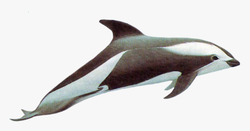 Drawn Dolphins Hourglass Dolphin, HD Png Download, Free Download